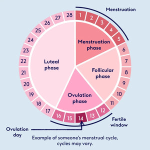 Understanding the Menstrual Cycle, Ovulation, and the Fertile Window